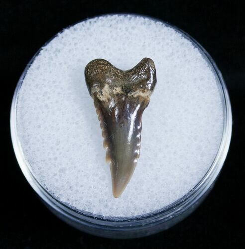 Fossil Tiger Shark Tooth #4165